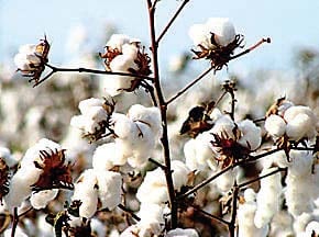 Govt ramps up cotton revival push | The Express Tribune