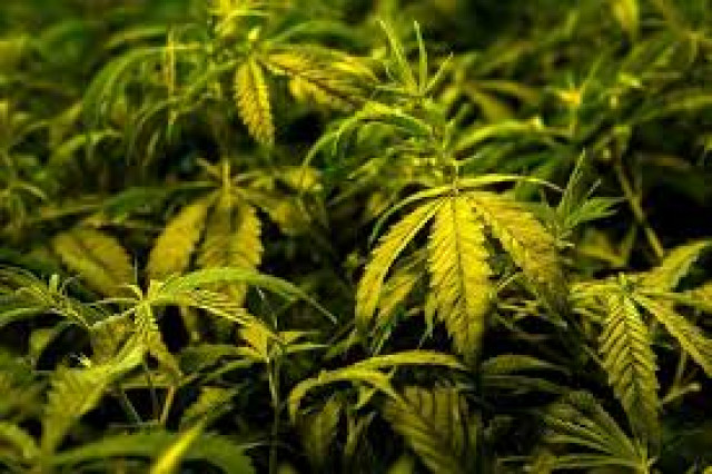 Committee constituted to check cannabis misuse | The Express Tribune
