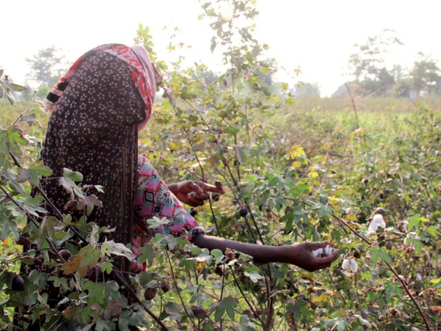 Cotton zones hit hard by recent floods | The Express Tribune