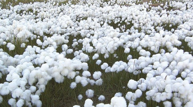 US, EU tariff cuts for India hit Pakistan’s cotton sector | The Express Tribune